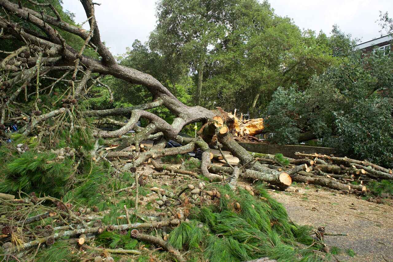 Best Tree Removal Near Me  in Caribou, ME